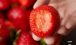 丹东草莓爆料最新消息,丰收季即将来临，品质与产量双提升